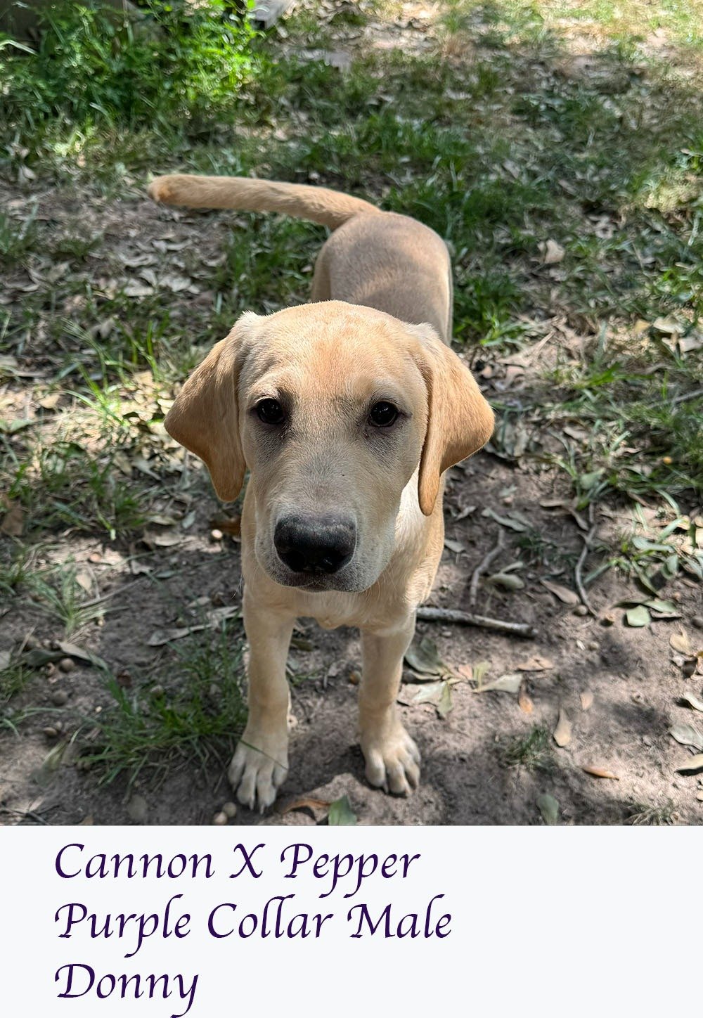 cannonxpepper9 20 24purplecollarmale1amall