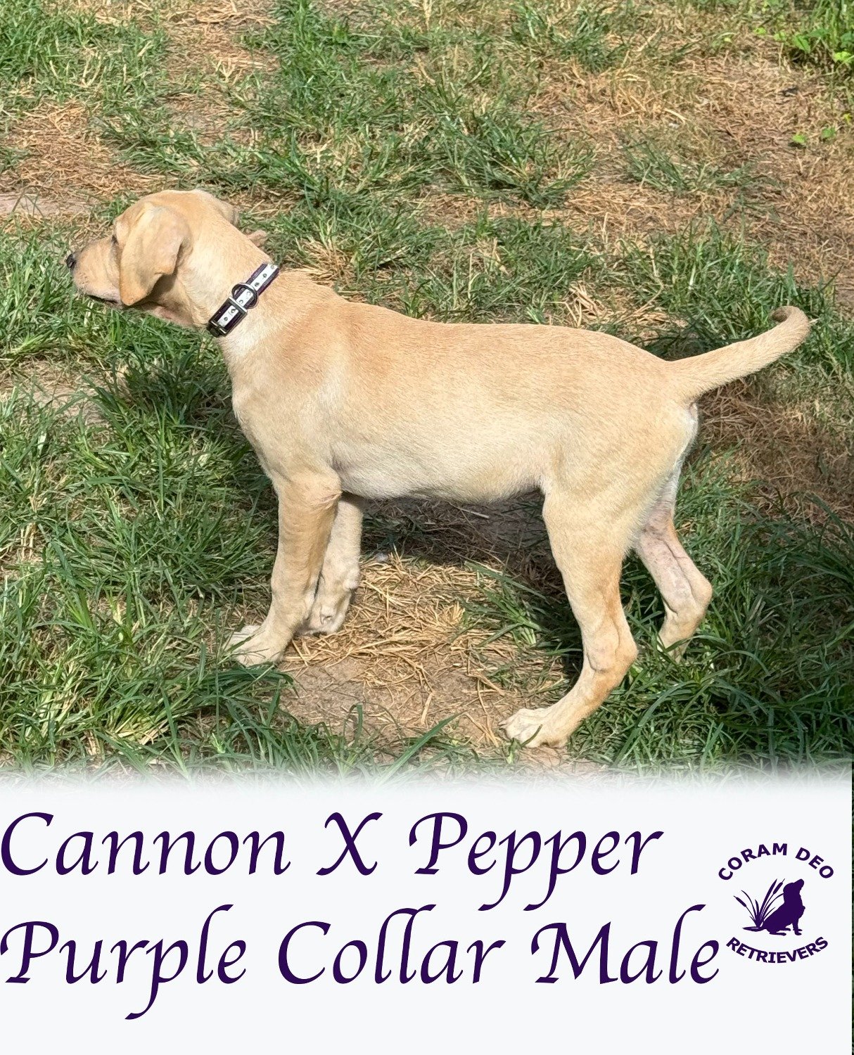 cdrcannonxpepper8 27 24purplecollarmale2