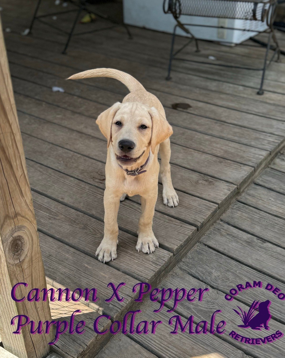 cdrcannonxpepper8 7 2024purplecollarmale