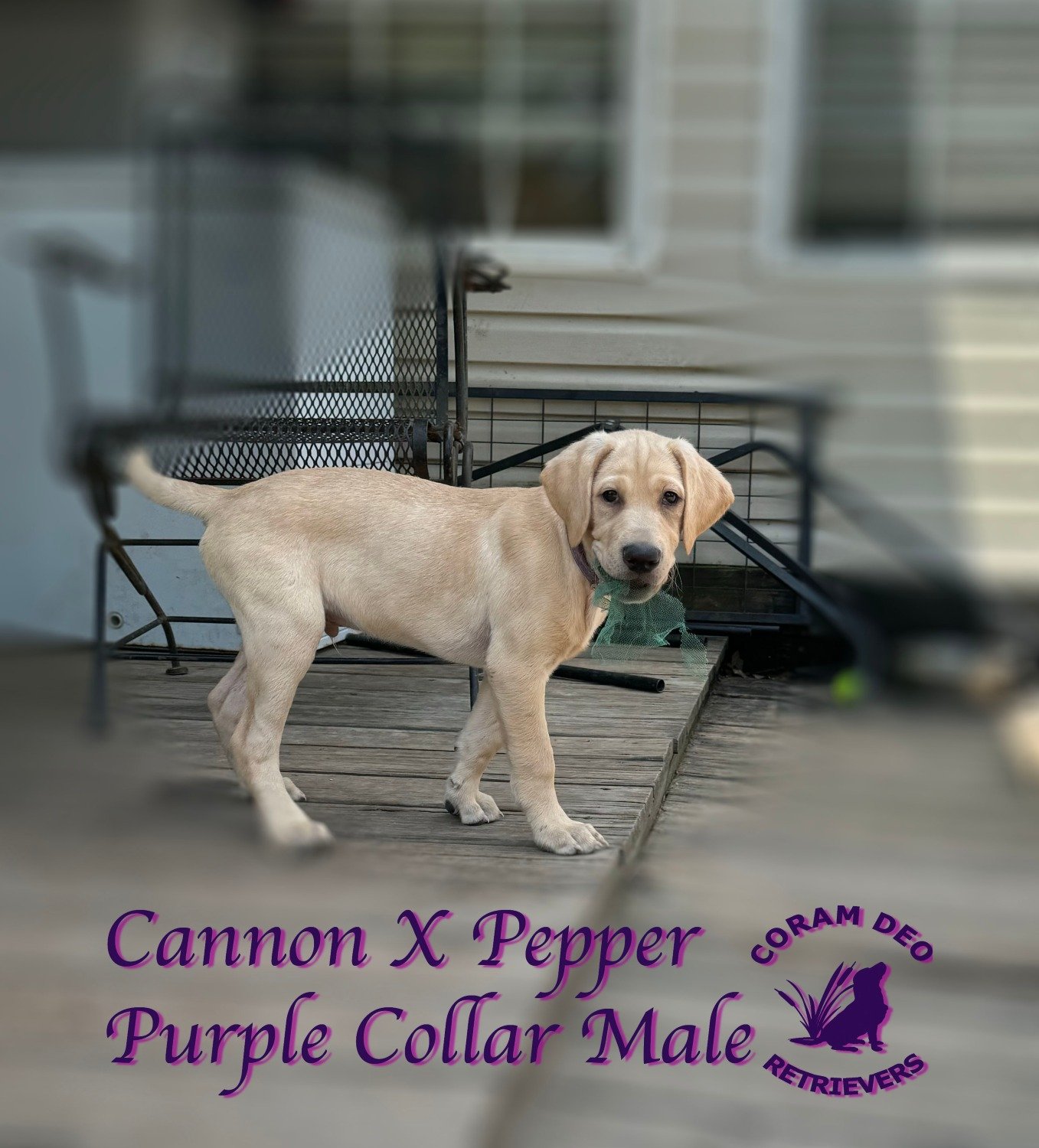 cdrcannonxpepper8 7 2024purplecollarmale2