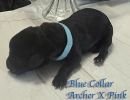 archerxpinkbluecollar10
