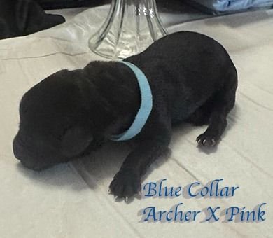 archerxpinkbluecollar10
