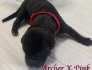 archerxpinkredcollar10