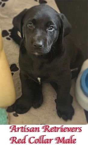 artisan11 7redcollar1sm