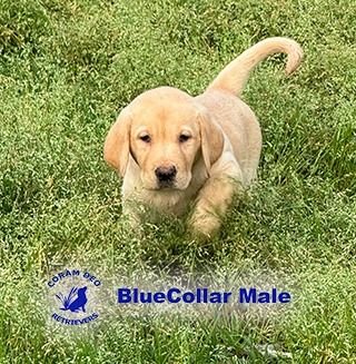 blazerxshady3 5 24bluecollarmale5sm  