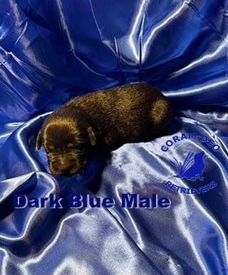 bnsdarkbluemale12624small  