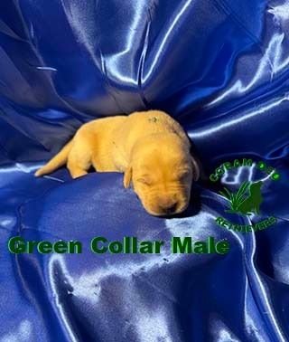 bnsgreencollarmale1 26 24small  