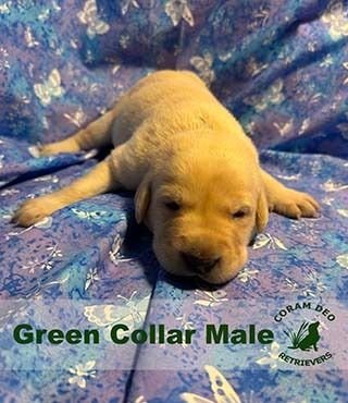 bnsgreencollarmale2 2 24sm  