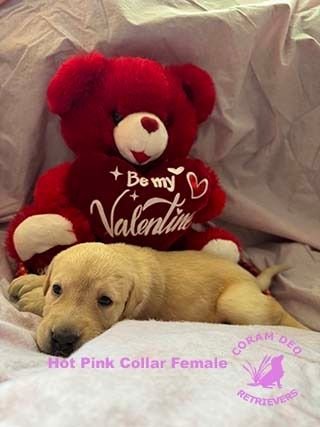 bnshotpinkcollarfemale2 09 24sm  