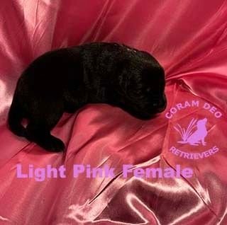 bnslightpinkfemale1 26 24small  