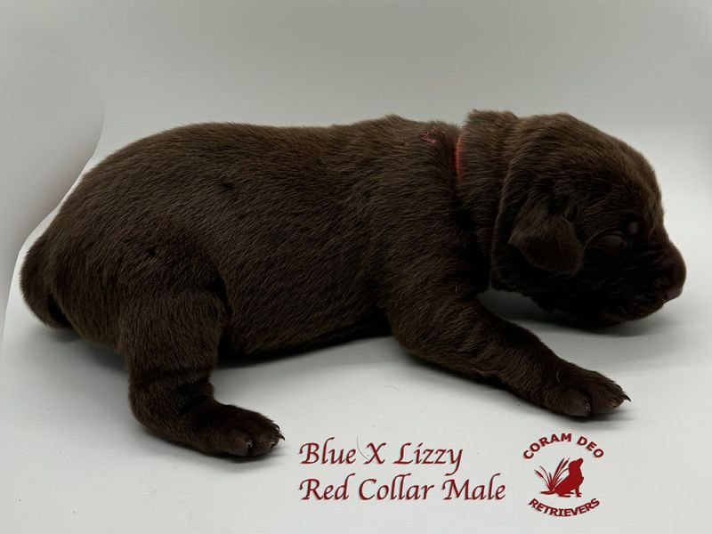 cdrbluexlizzyredcollarmale58 24