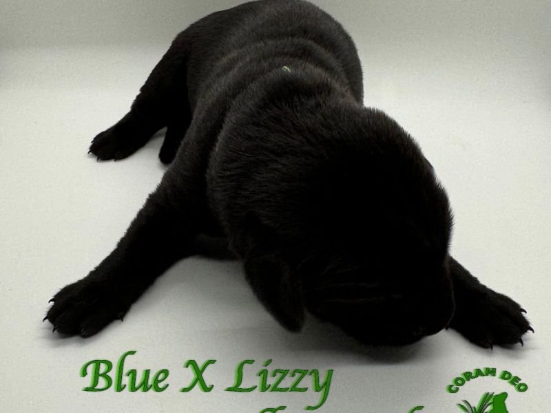 xdrbluexlizzygreencollarmale5 18