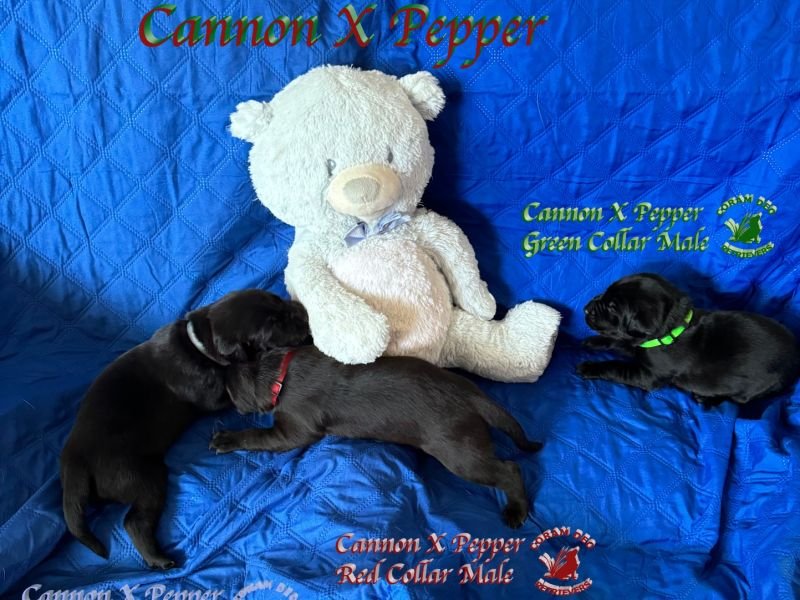 cdrcannonxpepper1stpickblackmale5 31