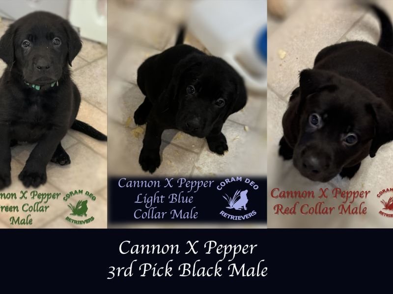 cdrcannonxpepper6 28rdpickblackmale