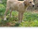 cdrcannonxpepper8 27purplecollarmale1 cdrcannonxpepper8 27purplecollarmale1