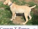 cdrcannonxpepper8 27purplecollarmale2 cdrcannonxpepper8 27purplecollarmale2