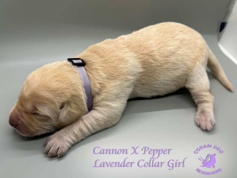 Lavender Collar Puppy from Cannon and Pepper's Litter