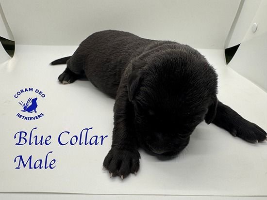 mallardxrose3 8bluecollarmale1