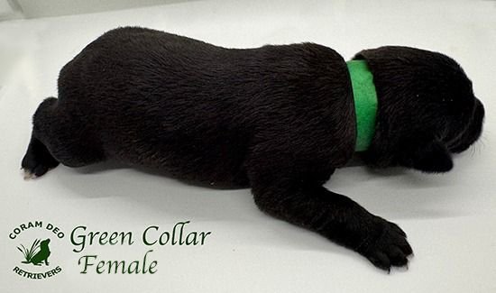 mallardxrose3 8greencollarfemale2