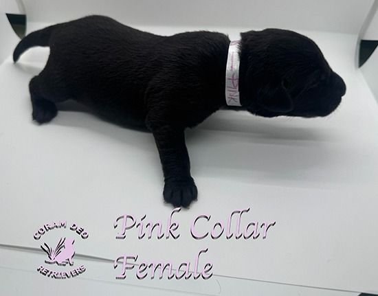 mallardxrose3 8pinkcollarfemale2 copy