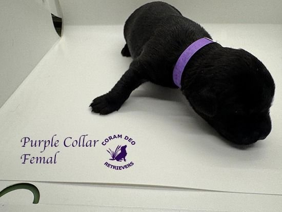 mallardxrose3 8purplecollarfemale1