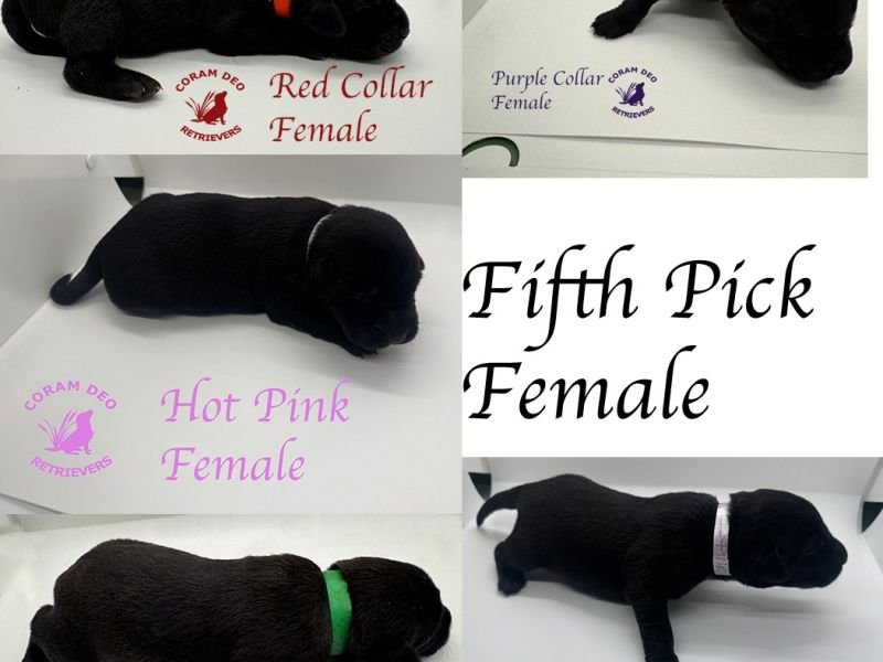 mallardxrose3 8fifthpickfemale