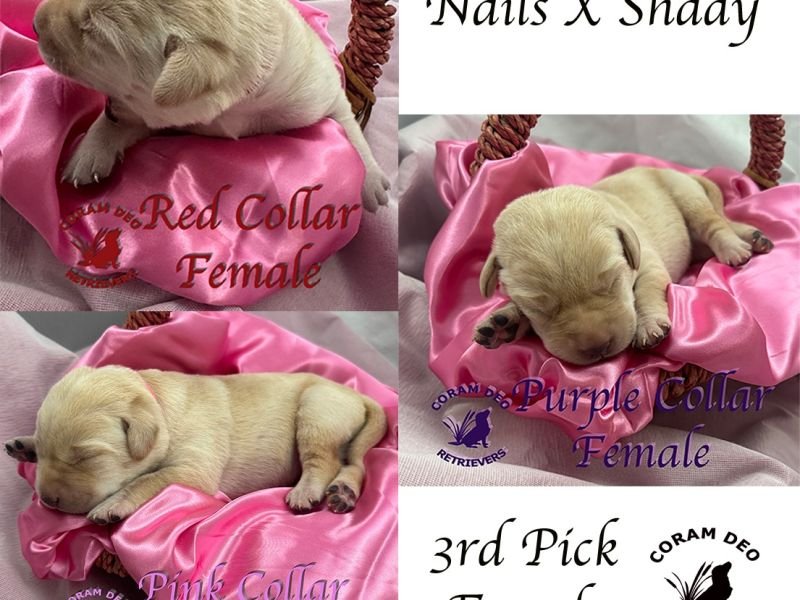 cdr3rdpickfemale5 30