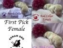 cdrnailsxshady6firstpickfemale s2m sq