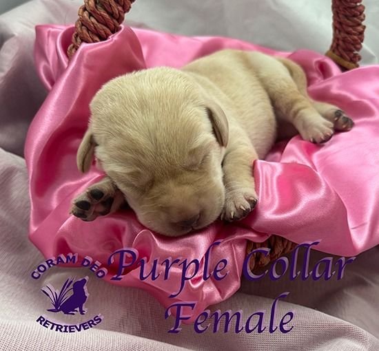 cdrnailsxshadypurplrcollarfemale5 30