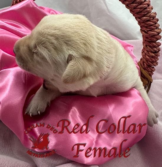 cdrnailsxshadyredcollarfemale5 30