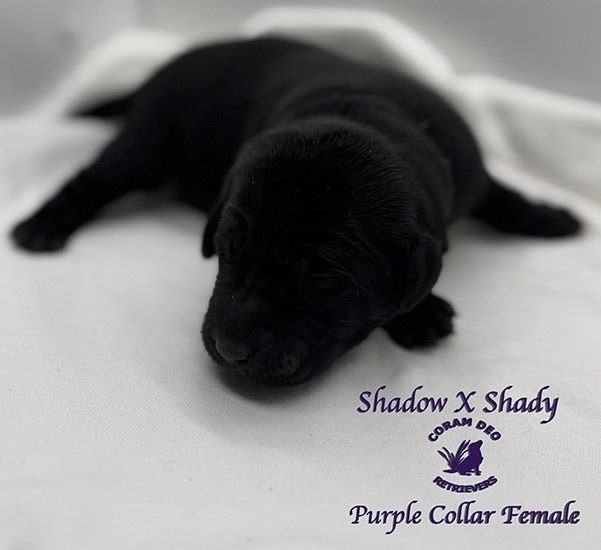 hadowcxrose2 28purplecollarfemale1 smallignite