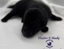 shadowcxrose2 28purplecollarfemale1 smallignite