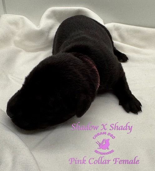 shadowxrose2 28pinkcollarfemale1smallignite