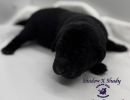 shadowxrose2 28purplecollarfemale2 smallignite