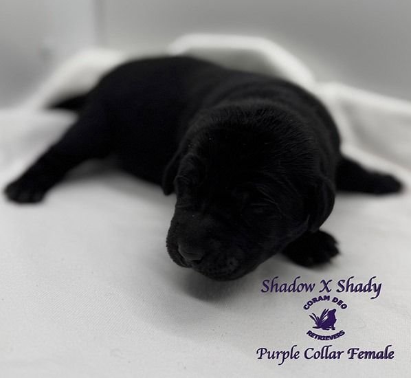 shadowxrose2 28purplecollarfemale2 smallignite