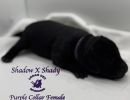 shadowxrose2 28purplecollarfemale3 smallignite