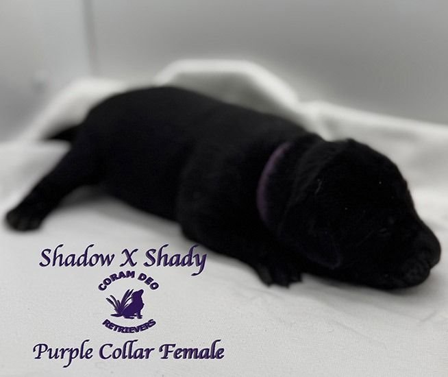 shadowxrose2 28purplecollarfemale3 smallignite