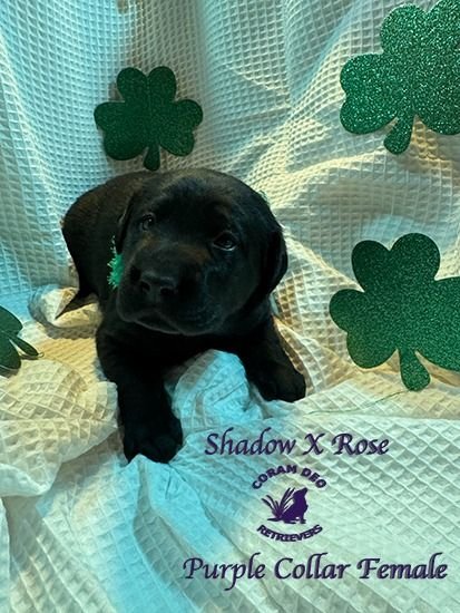 shadowxrose3 24ignite